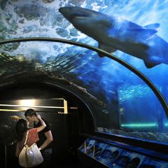 悉尼水族馆门票（成人13-99岁）