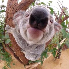 悉尼考拉公园 ( Koala Park Sanctuary ) 门票-成人